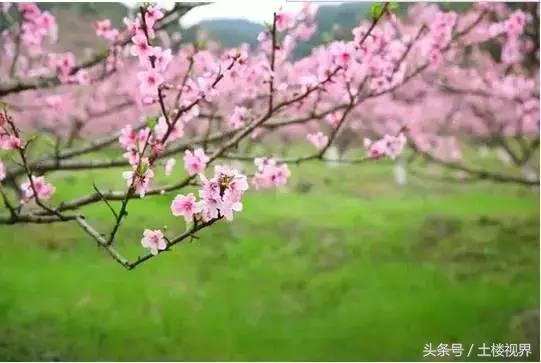 龙岩赏花景点,龙岩的花海