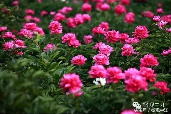 四川德阳最美景区,德阳中江最好的镇