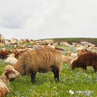 南疆最值得去的几个地方,南疆尉犁的景点