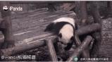 熊猫的萌态有多可爱,熊猫是软萌无害的吗