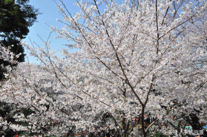 日本樱花祭，春风十里不如你