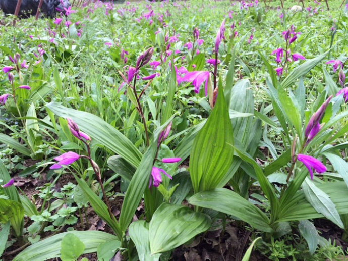 白芨中药粉美白,白芨有美白功效吗