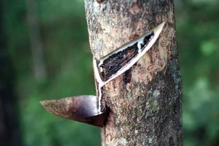 生漆贵不贵,什么是生漆