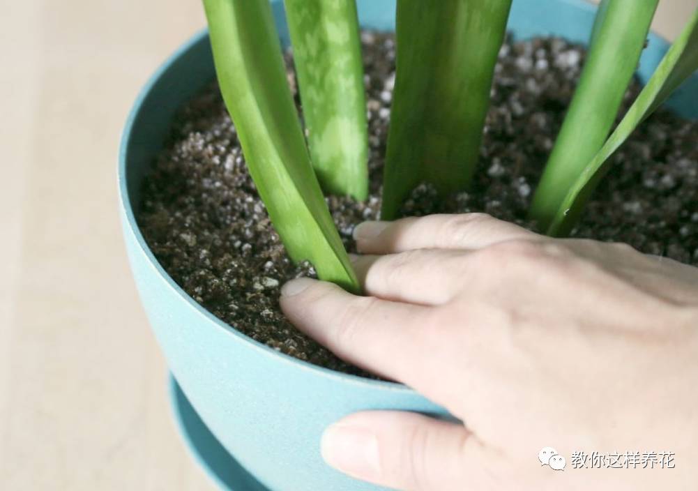 虎尾兰烂根后的花盆和土还能用吗,虎尾兰枯萎了