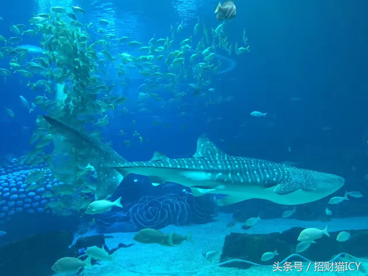 珠海长隆奇幻之旅,广州珠海长隆两天一夜攻略