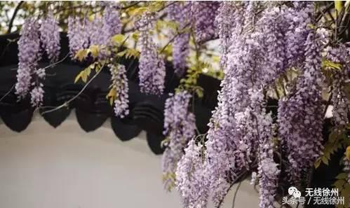 徐州桃花美景,徐州春天又见美好游玩