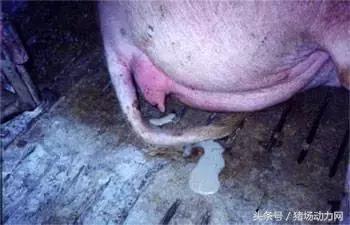 母猪产后要打几针消炎针,母猪产后需要打消炎针吗