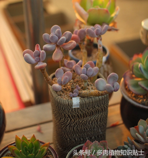 探访韩国多肉植物基地，中韩多肉大对比（二）