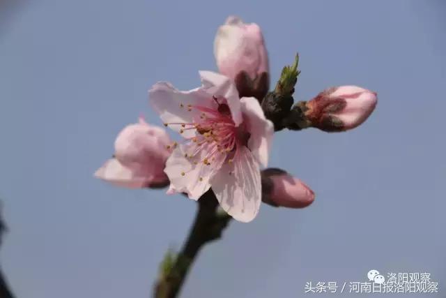 孟津桃花朵朵开，十里芳华等您来！