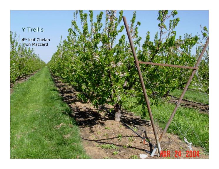 甜樱桃可持续发展的措施,美国加州樱桃