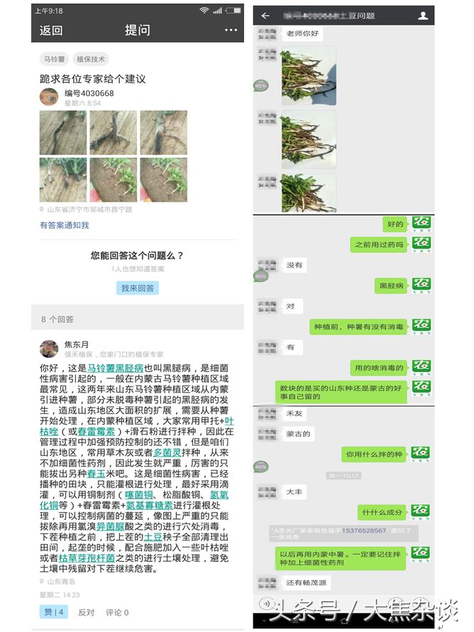 马铃薯黑茎病和黑胫病的治疗时间,大焦子讲植保