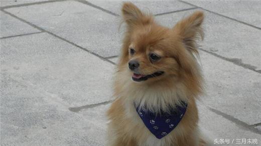 生活中二十种常见狗狗的价格，哪个最名不符实