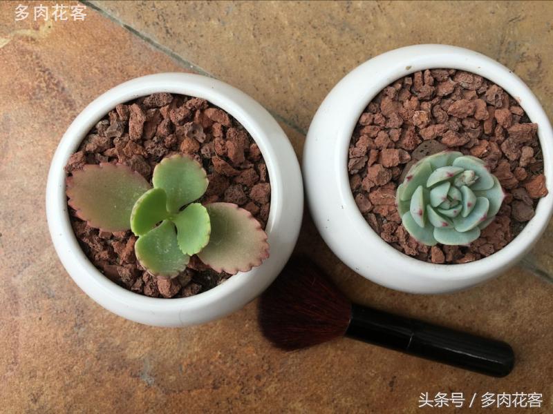 有一种肉肉叫做别人家的多肉第9期简月的肉肉