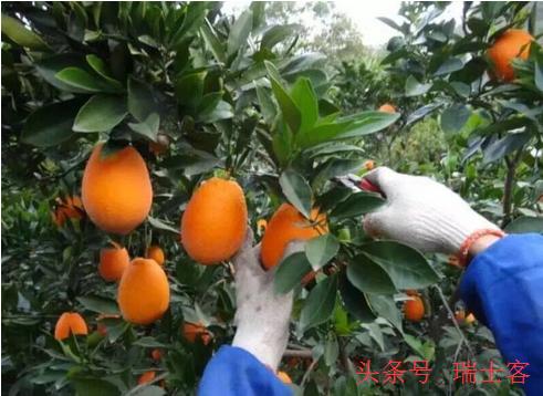 农业创业商机大全,农业十大风口商机