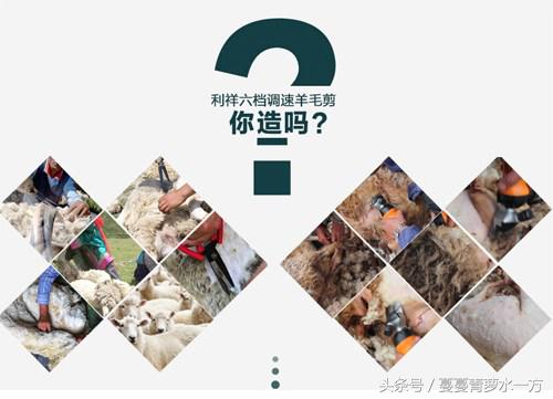 剪羊毛的图片图文,最火剪羊毛视频