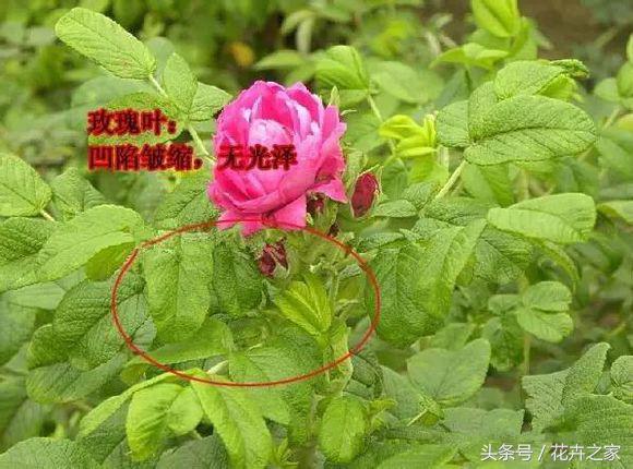 教你快速识别常见易混淆的花卉,教你辨别多种春季常见花