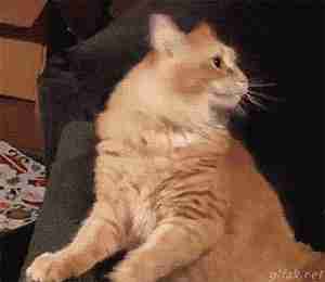 养了一只猫5年最后它变成了野猫,我原来养过一只猫情感语录