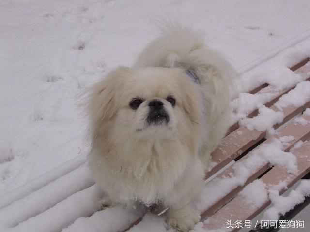 京巴犬以后趋势,京巴犬放开会跑么