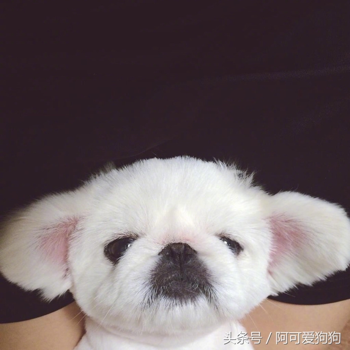 京巴犬以后趋势,京巴犬放开会跑么