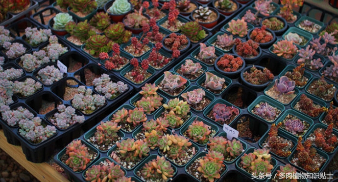 探访韩国多肉植物基地，中韩多肉大对比（二）