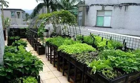 种子种菜阳台教程,阳台种菜种子做法视频教程