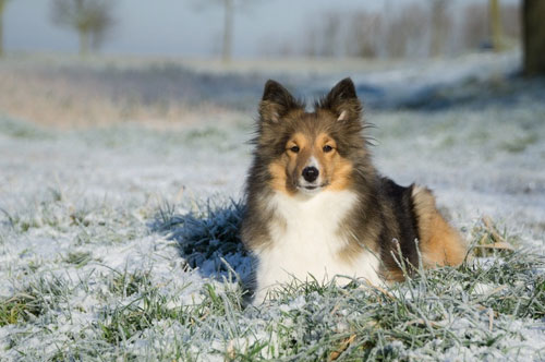 母狗生产幼崽之后需要注意什么,犬的产后护理注意事项