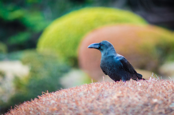 樱花烂漫几多时完整版,日本樱花节赏樱攻略视频大全