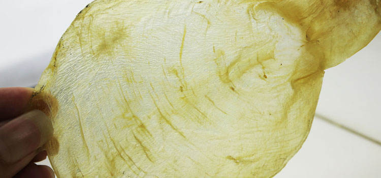 即食花胶美容养颜秘诀,养颜秘籍你对花胶了解多少