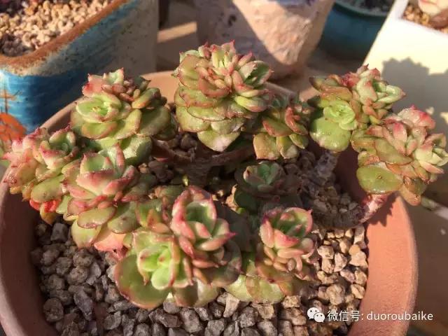 多肉为什么比较坑,多肉基础知识详解