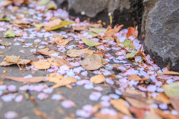 樱花烂漫几多时完整版,日本樱花节赏樱攻略视频大全