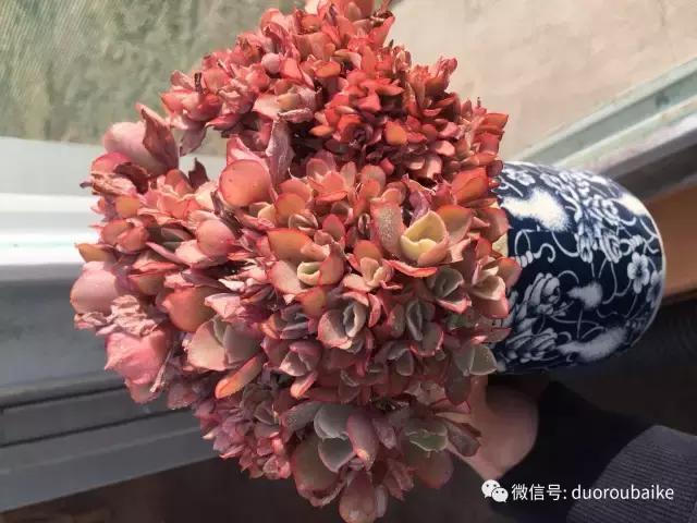 一入肉坑深似海下一句,一入肉坑深似海