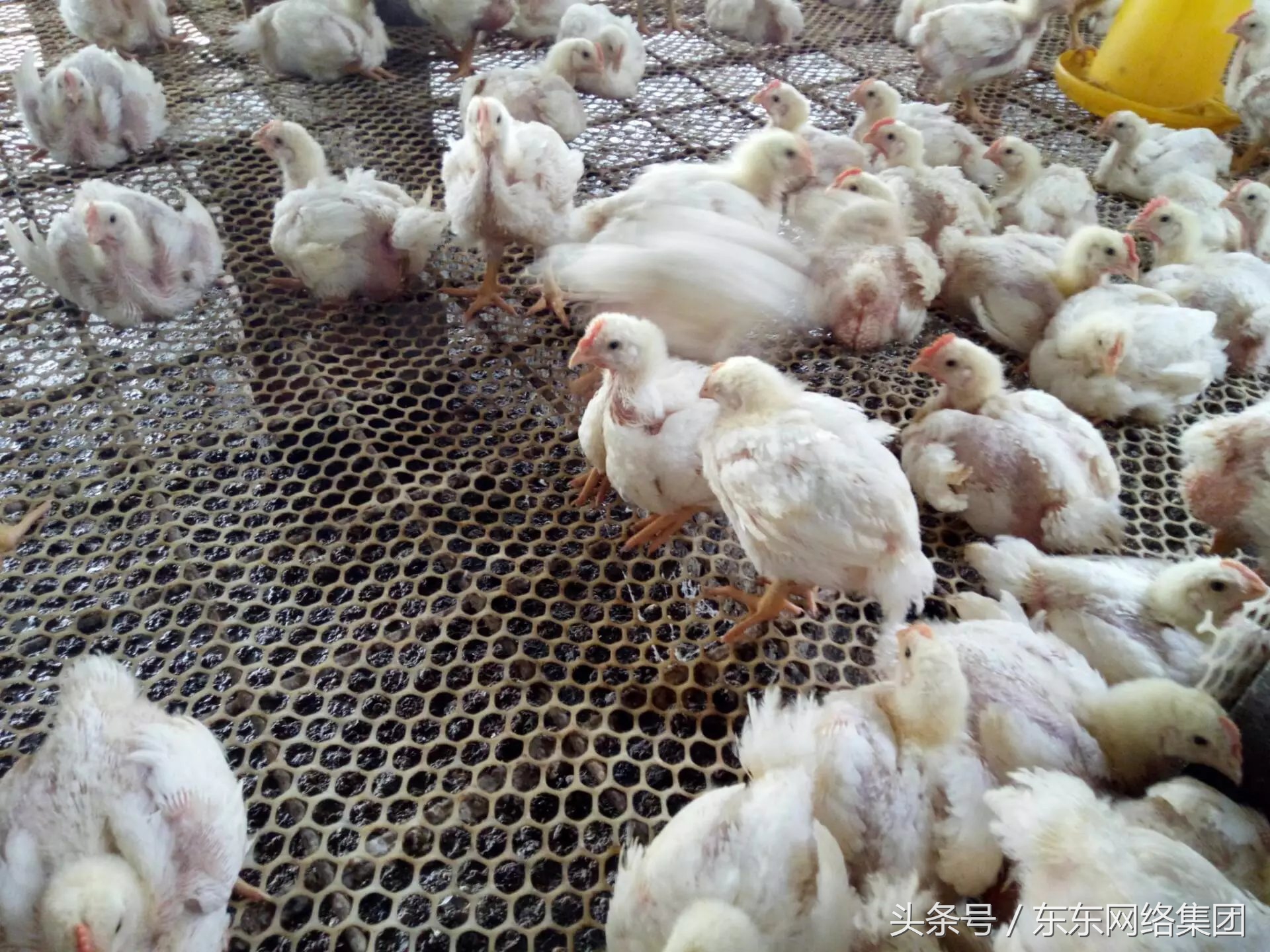 养鸡肠道球虫怎么防治,怎么预防鸡小肠球虫病