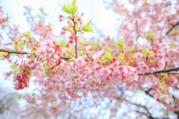 樱花烂漫几多时完整版,日本樱花节赏樱攻略视频大全