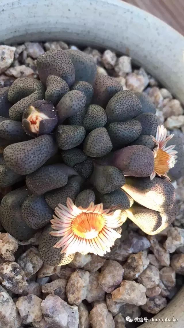 多肉为什么比较坑,多肉基础知识详解