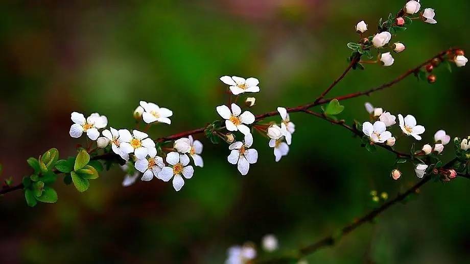 清明最好的十首诗七言,清明诗词十首朗诵