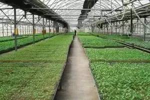 青岛农大现在情况,青岛农大放开了吗