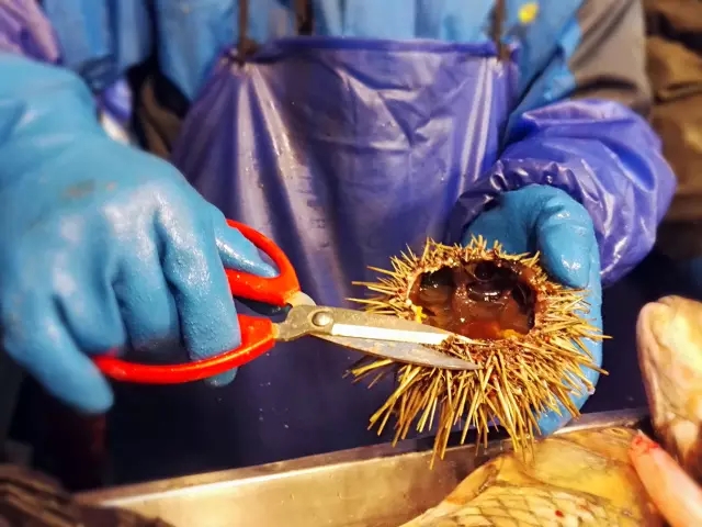 海胆营养丰富,海胆营养辅食有哪些做法