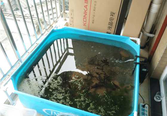 最便宜的鱼池推荐,一个观赏鱼池大概多少钱