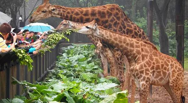 广州长隆野生动物园真实评价,广州长隆野生动物园讲解动物