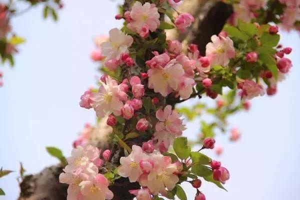 美爆了春天好去处,天津春天赏花的地方有哪些推荐