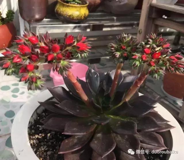 那些年我养过的多肉,这些年养过的花花草草