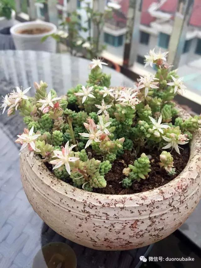 那些年我养过的多肉,这些年养过的花花草草