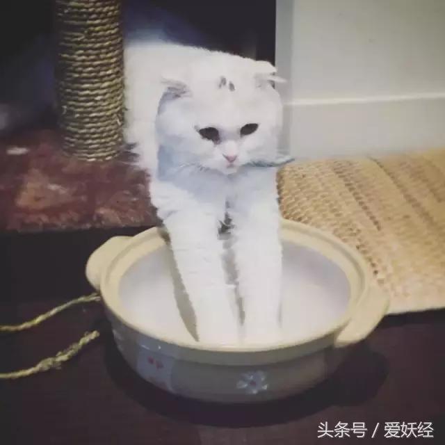 爱妖经|开春了,来锅猫吧