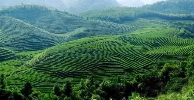 婺源绿茶,婺源绿茶千元以上啥茶