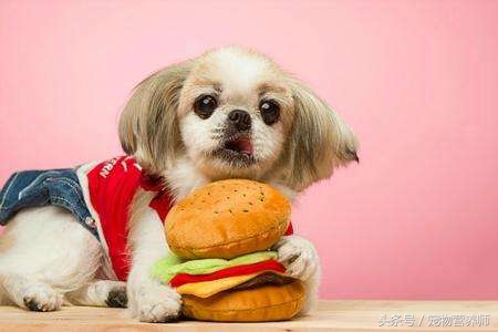 狗狗饿了有什么表现,饿狗狗会记住教训吗