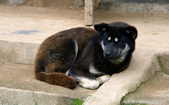 四眼中华田园犬土狗,四眼土狗不立耳的样子