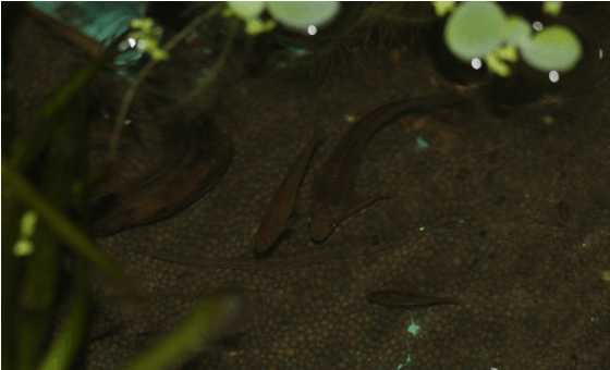 一个三米的鱼池需要多钱,一个观赏鱼池大概多少钱