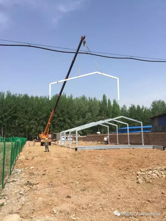 多肉为什么比较坑,多肉基础知识详解