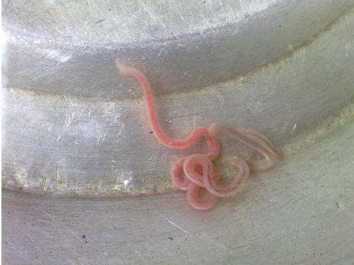 饮水器能消灭寄生虫吗,饮水机的凉水里面有寄生虫吗