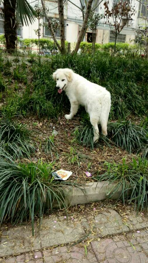 养的金毛越来越瘦,养的金毛七岁了